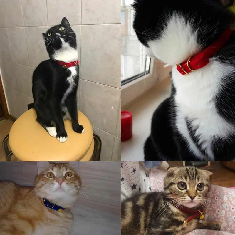 Cat Collar My Store