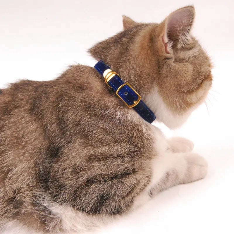Cat Collar My Store